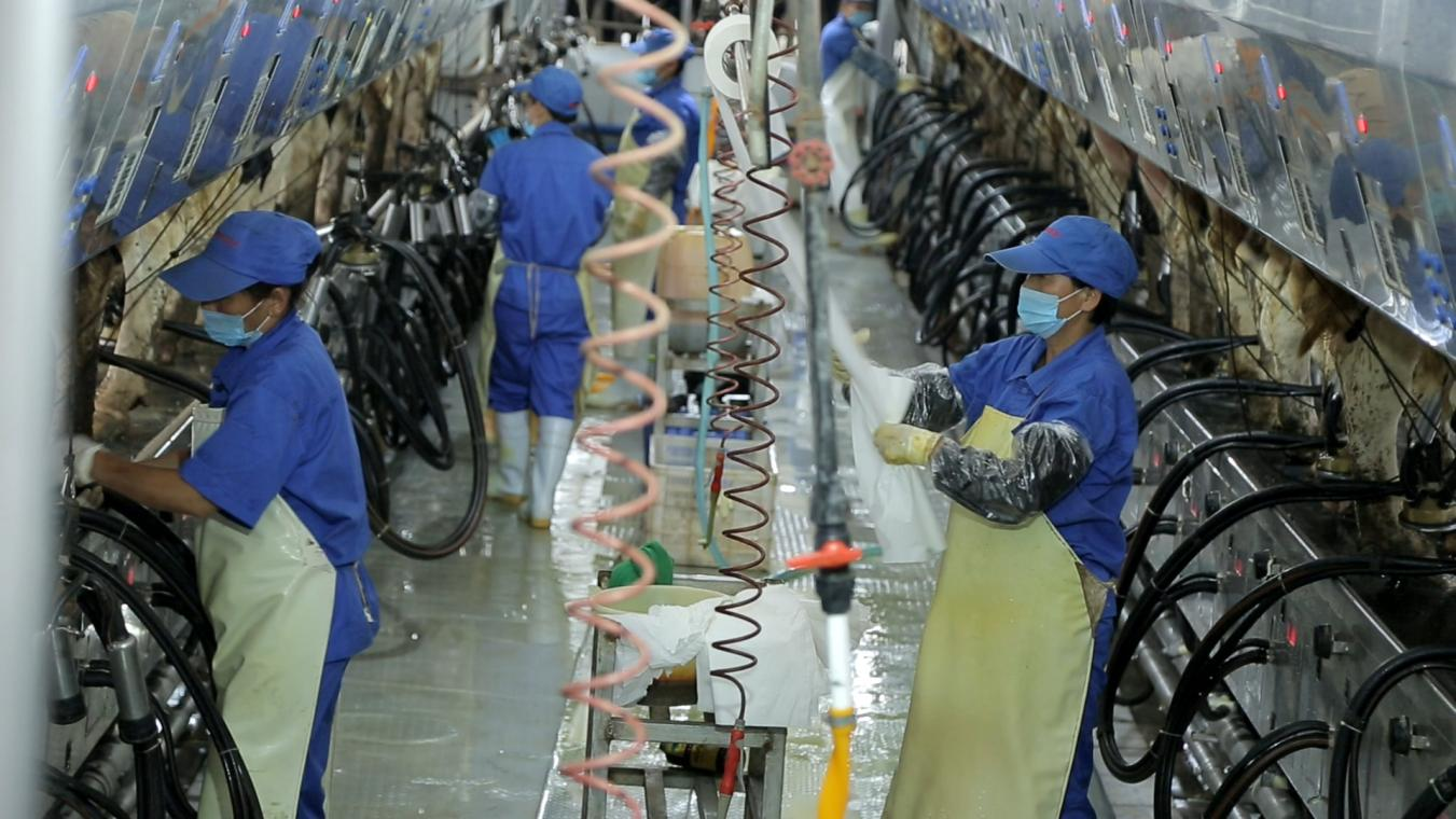 花花牛丨河南農(nóng)業(yè)大學(xué)黨委副書記、校長(zhǎng)介曉磊一行蒞臨花花牛河南瑞亞參觀調(diào)研