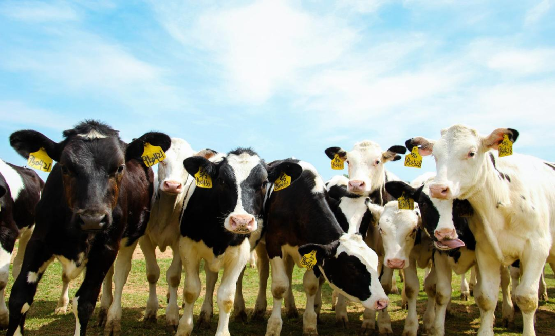 北京大學南南合作與發(fā)展學院教授、全球伙伴關(guān)系主任周詠梅一行蒞臨花花牛平輿瑞亞牧業(yè)參觀調(diào)研