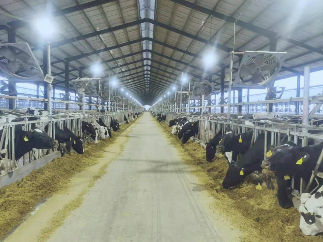 北京大學南南合作與發(fā)展學院教授、全球伙伴關(guān)系主任周詠梅一行蒞臨花花牛平輿瑞亞牧業(yè)參觀調(diào)研