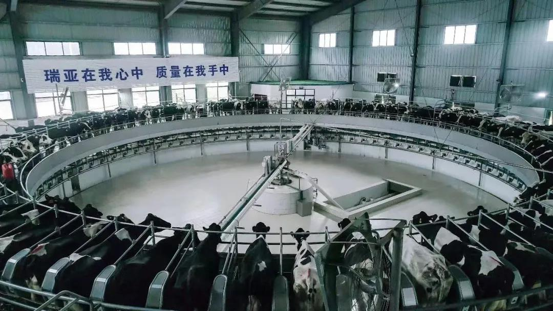 花花牛丨國(guó)家奶牛產(chǎn)業(yè)技術(shù)體系首席科學(xué)家、中國(guó)農(nóng)業(yè)大學(xué)教授李勝利一行蒞臨花花牛魯山瑞亞參觀調(diào)研