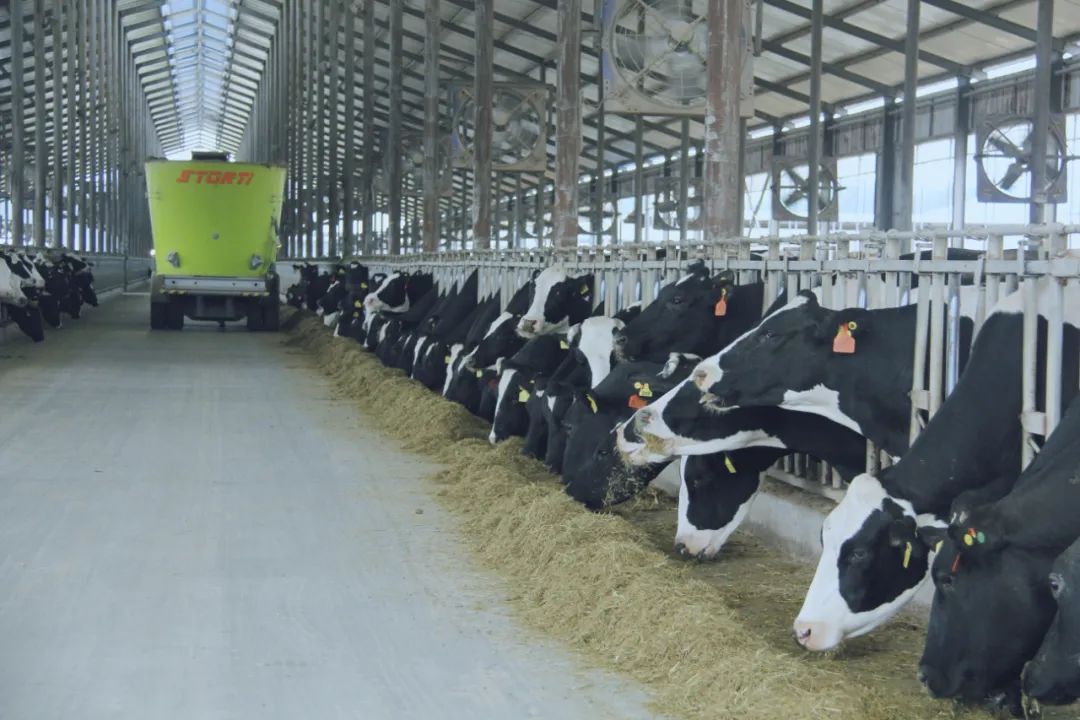 花花牛丨駐馬店市遂平縣政協(xié)黨組書記、主席張衛(wèi)東一行蒞臨花花牛魯山瑞亞牧場參觀