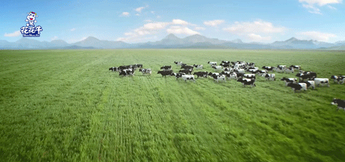 榮譽(yù) | “百家牛場(chǎng)青貯質(zhì)量評(píng)鑒活動(dòng)”花花牛新蔡瑞亞牧業(yè)、河南合源乳業(yè)分別榮獲一、三等獎(jiǎng)