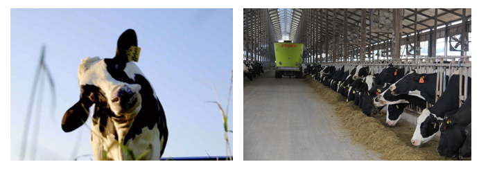 榮譽(yù) | 2019年度河南省美麗牧場名單新鮮出爐 花花牛乳業(yè)集團(tuán)旗下六個牧場榜上有名 榮譽(yù) | 2019年度河南省美麗牧場名單新鮮出爐 花花牛乳業(yè)集團(tuán)旗下六個牧場榜上有名